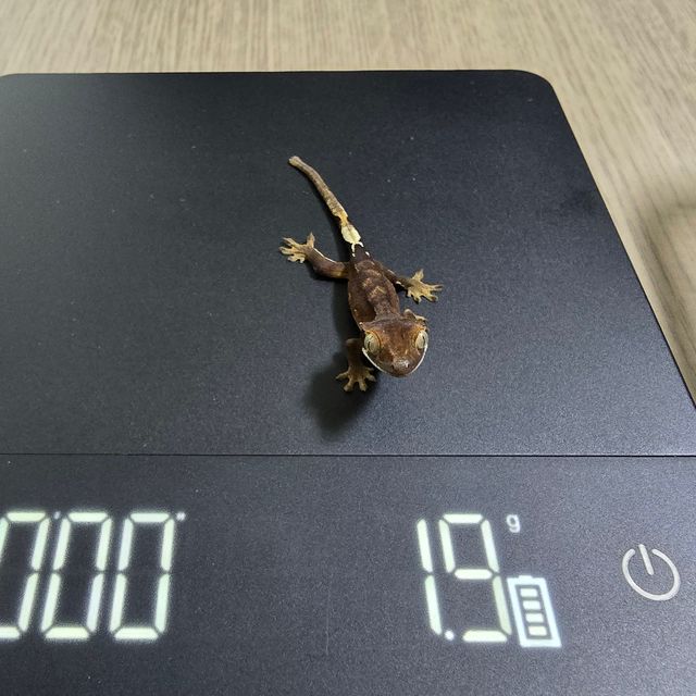 카푸치노 챠콜