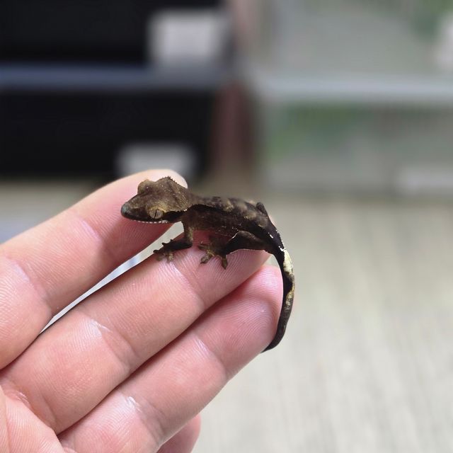 카푸치노 챠콜