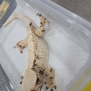 노멀 드리피 화이트스팟 쿼드