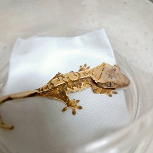 트라이 익스트림할리퀸 쿼드