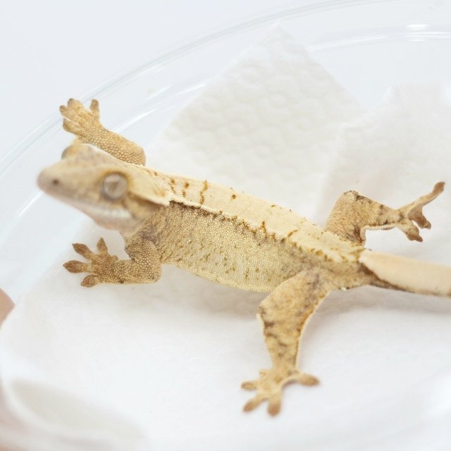 노멀 드리피 화이트스팟