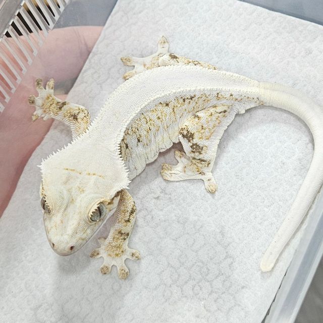 트라이 릴리화이트