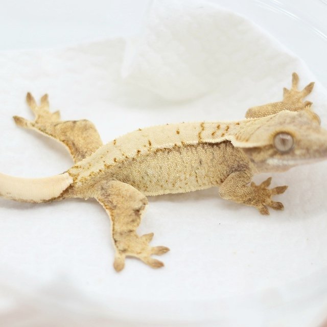 노멀 드리피 화이트스팟