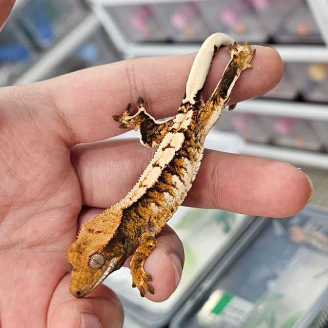 트라이 익스트림할리퀸