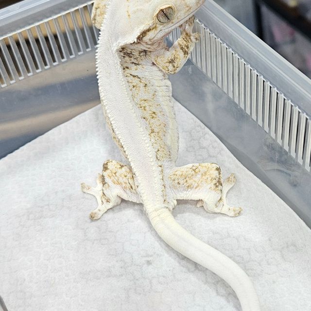 트라이 릴리화이트