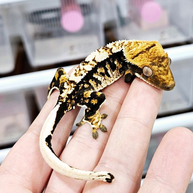 트라이 익스트림할리퀸 블랙