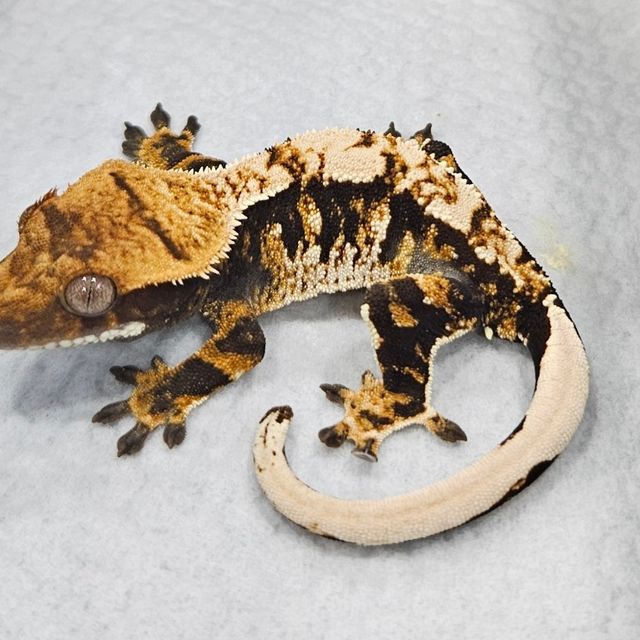 트라이 익스트림할리퀸 블랙