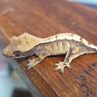 세이블 화이트스팟 화이트포트홀