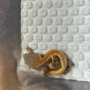 릴리 세이블 릴리화이트 세이블