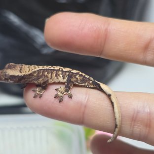 노멀 트라이 드리피 화이트스팟 익스트림할리퀸 화이트포트홀