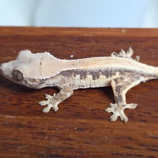 릴리 세이블 드리피 화이트 솔리드백