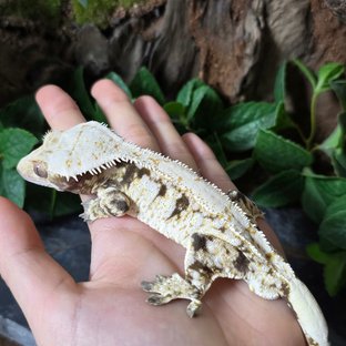 노멀 트라이 드리피 화이트스팟 화이트포트홀 익스트림할리퀸