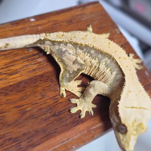 노멀 트라이 드리피 화이트스팟 익스트림할리퀸