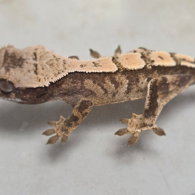 세이블 화이트스팟 화이트포트홀 화이트