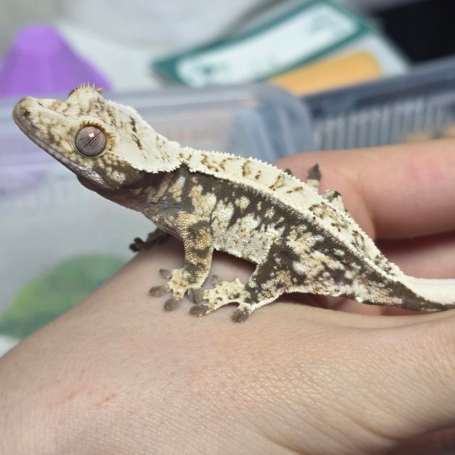 노멀 트라이 드리피 화이트스팟 화이트 화이트크라운