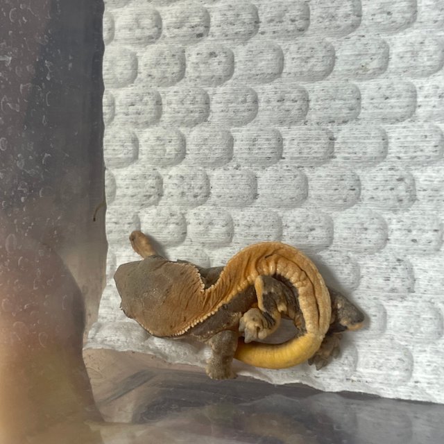 릴리 세이블 릴리화이트 세이블