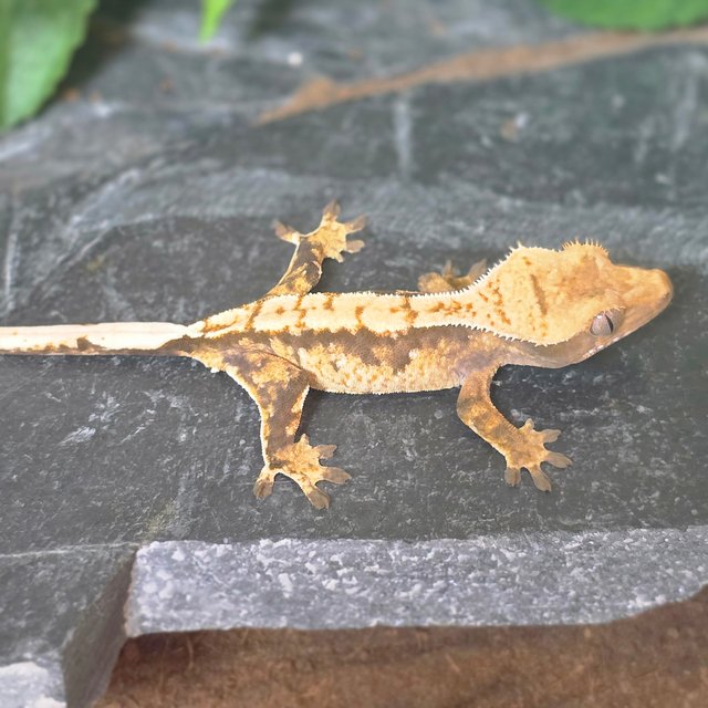 노멀 트라이 드리피 화이트스팟 익스트림할리퀸