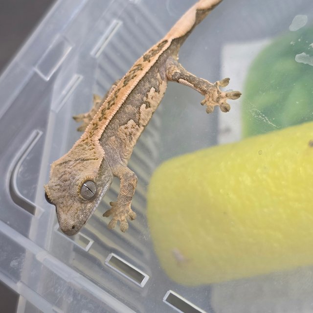 노멀 트라이 풀핀