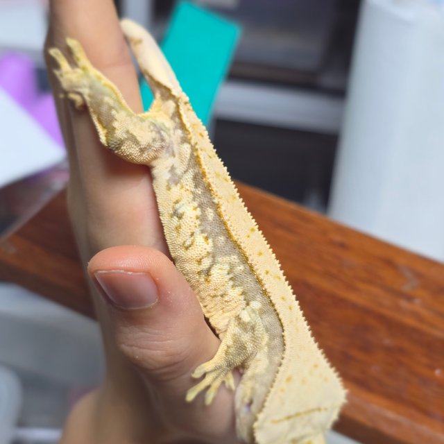 노멀 트라이 드리피 화이트스팟 익스트림할리퀸