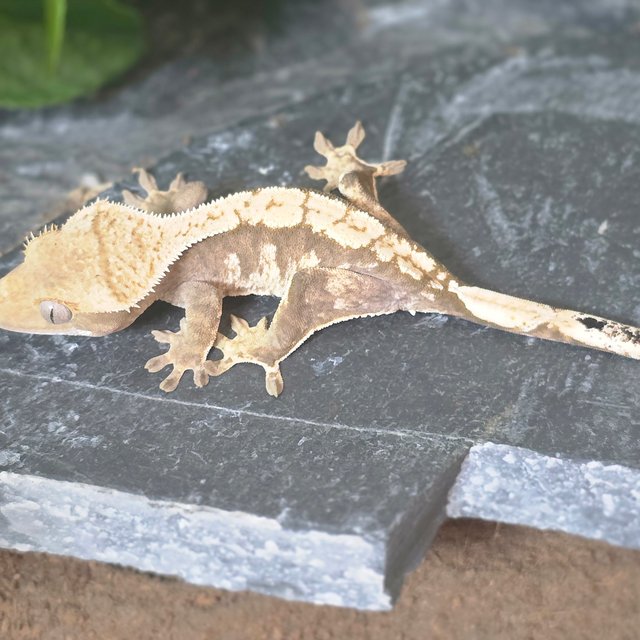 노멀 드리피 화이트스팟