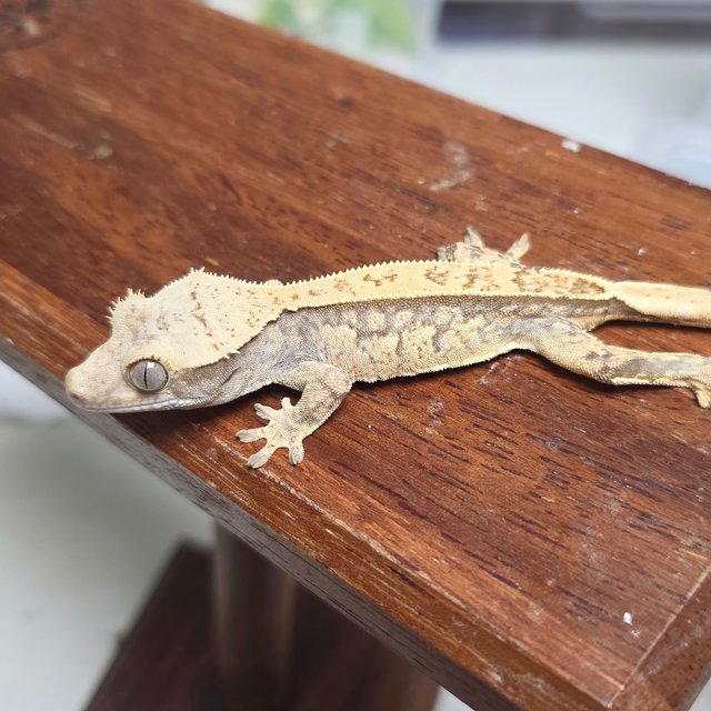 노멀 화이트스팟 익스트림할리퀸 화이트포트홀 트라이