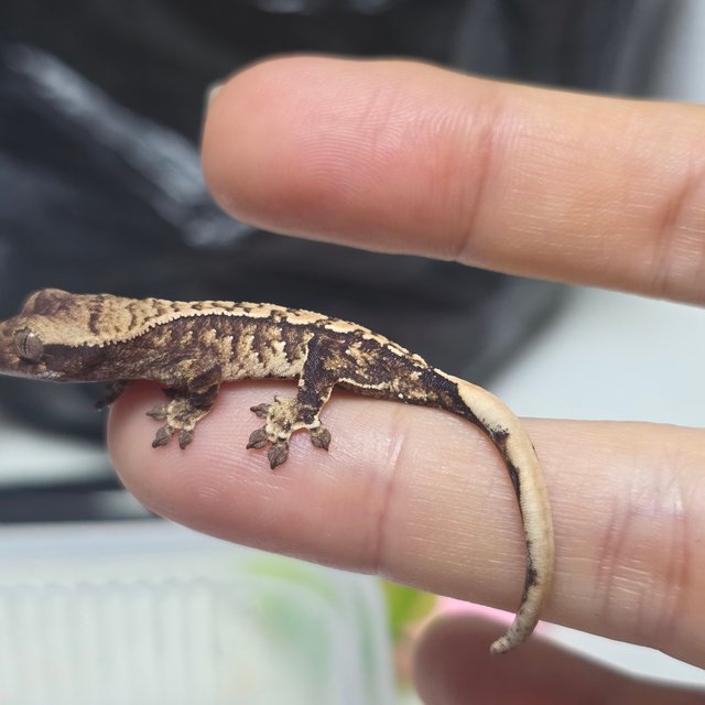 노멀 트라이 드리피 화이트스팟 익스트림할리퀸 화이트포트홀