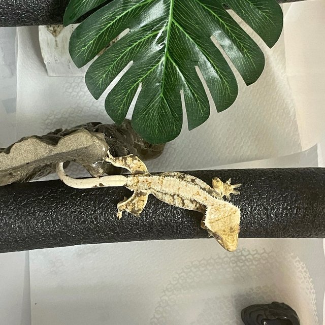 노멀 트라이 드리피 화이트스팟 화이트포트홀 익스트림할리퀸