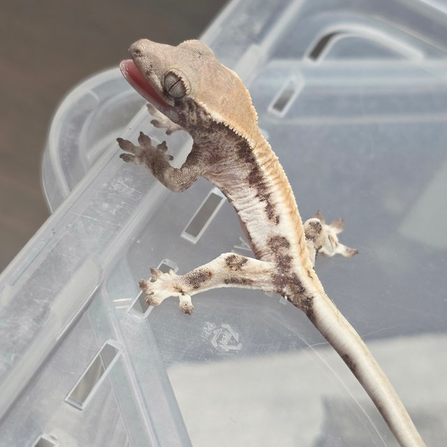 릴리 세이블 릴리화이트 세이블 화이트 솔리드백 화이트핀