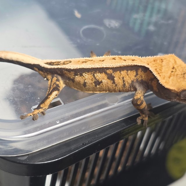 세이블 화이트스팟 화이트포트홀 텐저린 풀핀