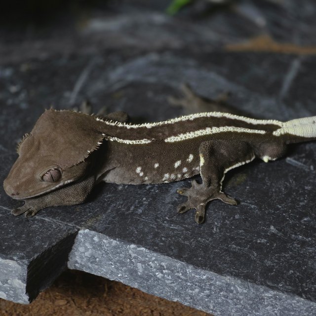 아잔틱 화이트포트홀 화이트핀 다크 블랙