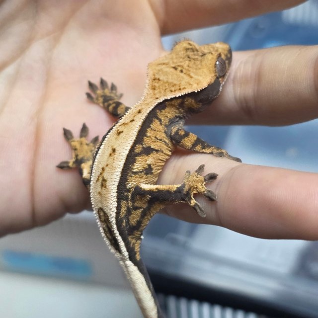 세이블 화이트스팟 화이트포트홀 텐저린 풀핀