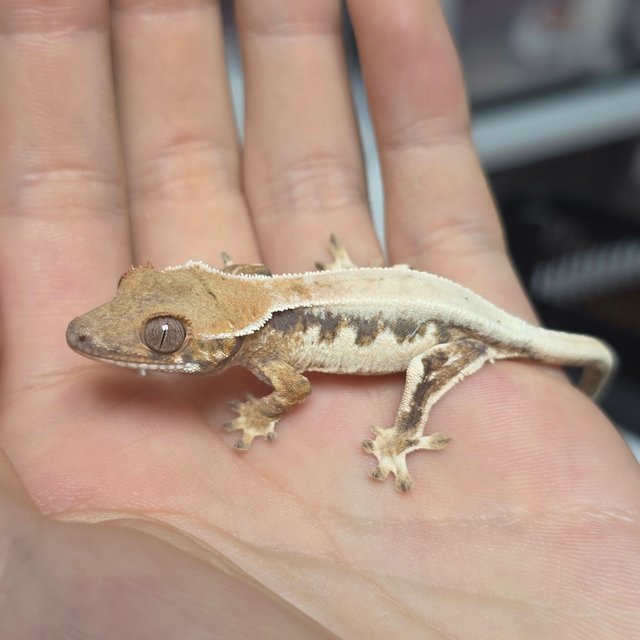 릴리 세이블 드리피 화이트 솔리드백