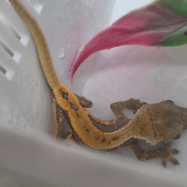 릴리화이트 드리피 풀핀