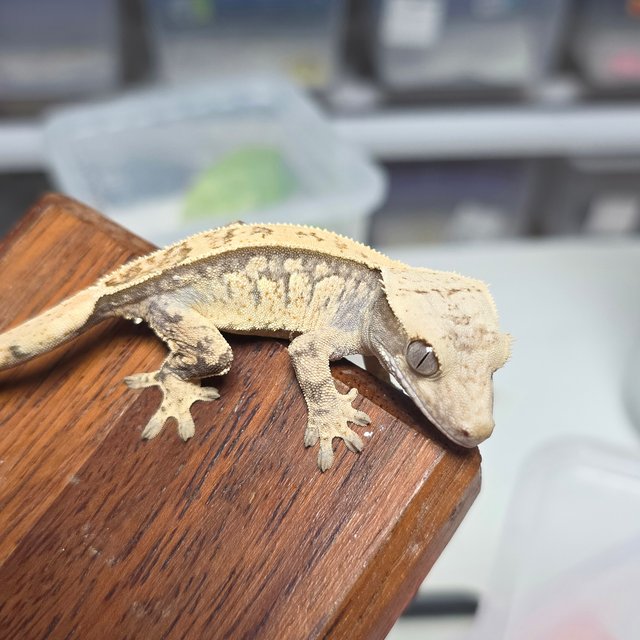 노멀 화이트스팟 익스트림할리퀸 화이트포트홀 트라이