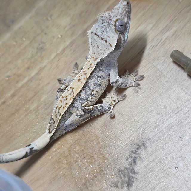 노멀 드리피 화이트스팟 쿼드