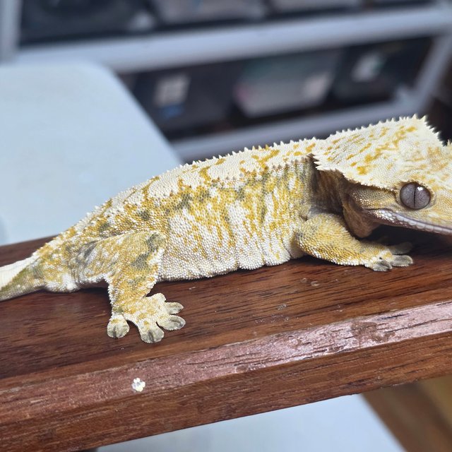 노멀 트라이 드리피 화이트스팟 화이트크라운