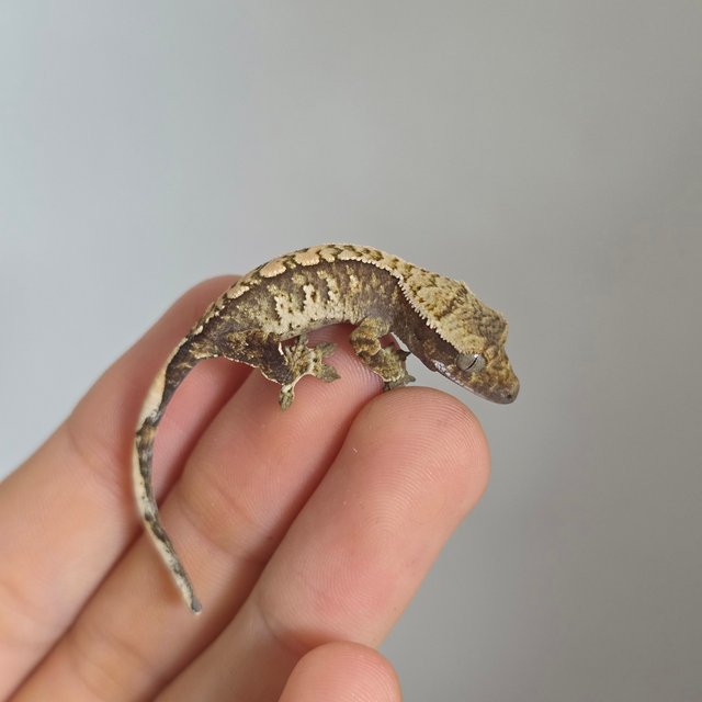 노멀 트라이 드리피 화이트스팟 익스트림할리퀸 화이트포트홀