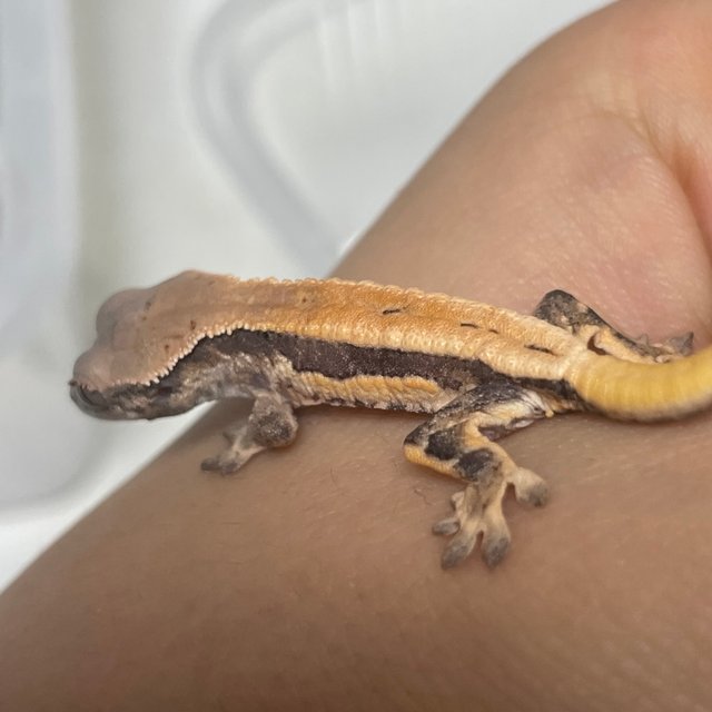 릴리 세이블 릴리화이트 세이블