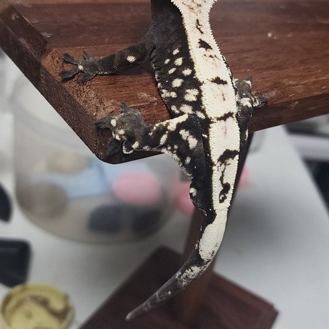 세이블 블랙 화이트 화이트스팟