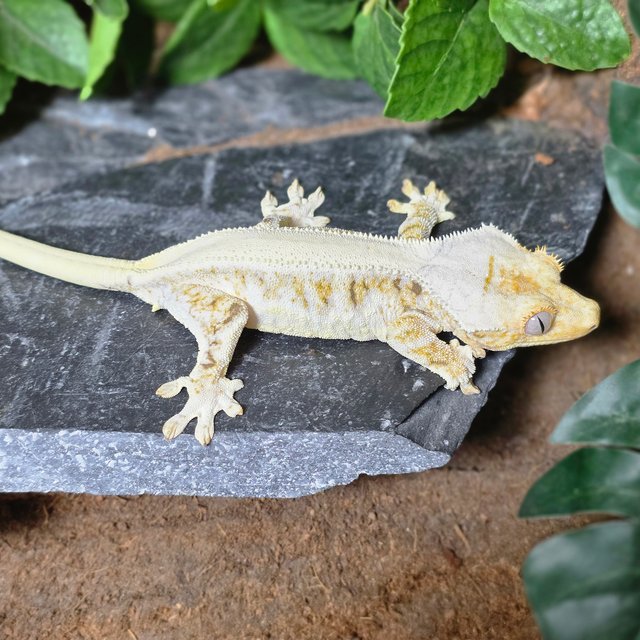 화이트 솔리드백 드리피 릴리화이트