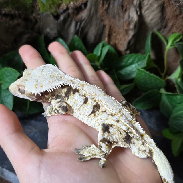 노멀 트라이 드리피 화이트스팟 화이트포트홀 익스트림할리퀸