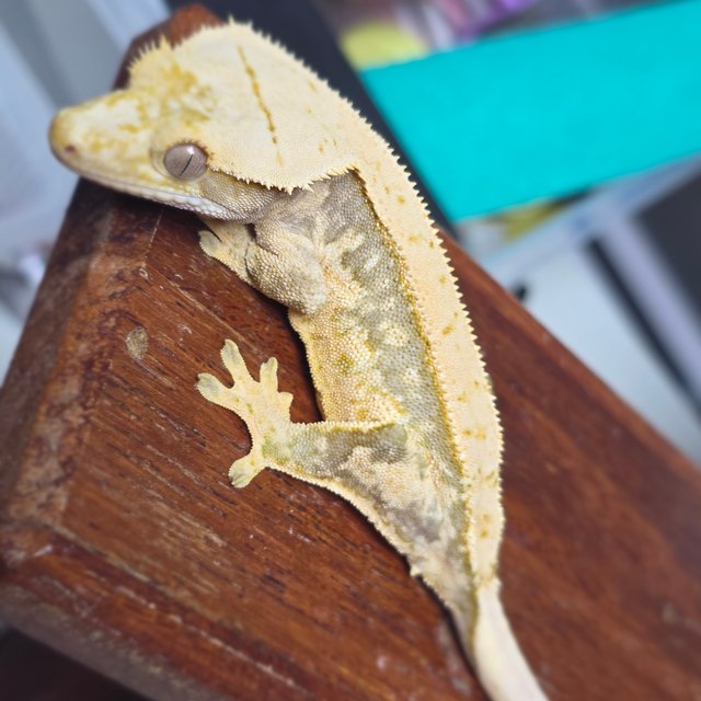 노멀 트라이 드리피 화이트스팟 익스트림할리퀸