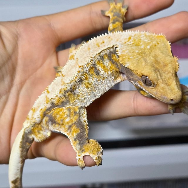 노멀 트라이 드리피 화이트스팟