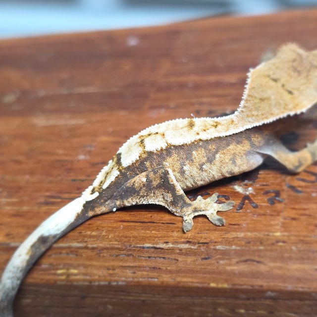 세이블 화이트스팟 화이트포트홀