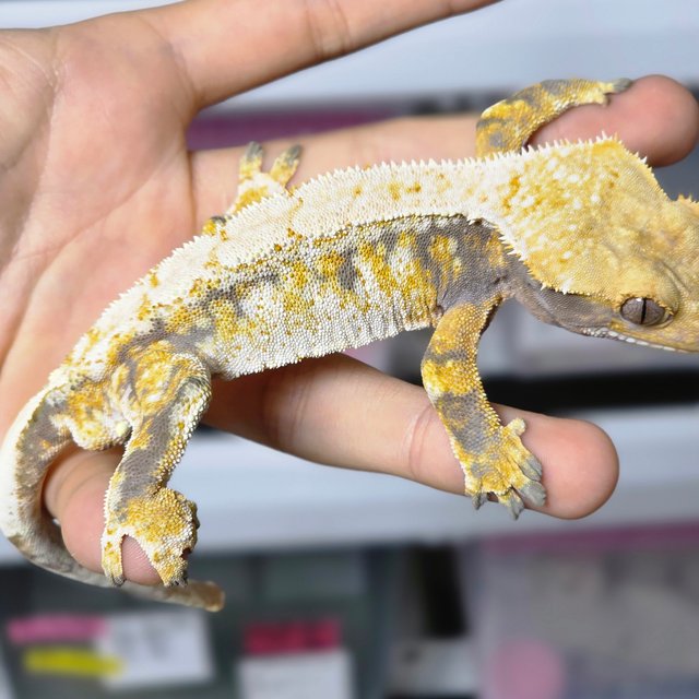 노멀 트라이 드리피 화이트스팟