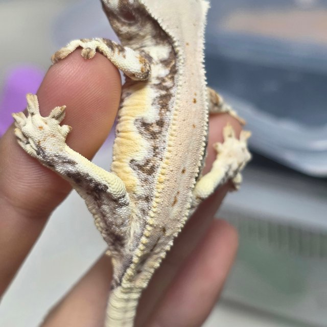 릴리화이트 드리피 풀핀 화이트