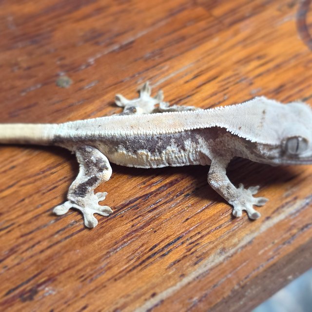 릴리 세이블 드리피 화이트 솔리드백