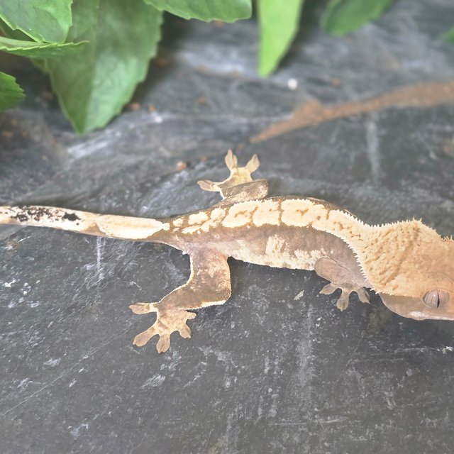 노멀 드리피 화이트스팟