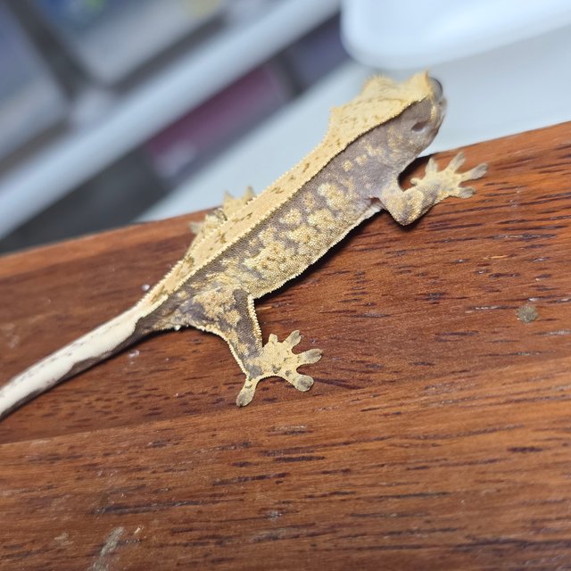 노멀 트라이 화이트스팟 익스트림할리퀸 화이트포트홀 핀스트라이프