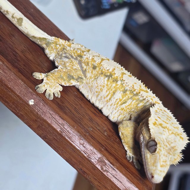 노멀 트라이 드리피 화이트스팟 화이트크라운